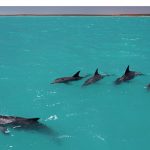 Dolphins form largest ‘multi-level alliance’ outside humans