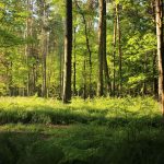 European Commission consults on new EU framework for forest monitoring