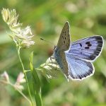 Endangered butterfly has best UK summer in 150 years