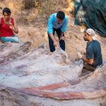 ‘Largest’ European dinosaur unearthed in Portuguese garden