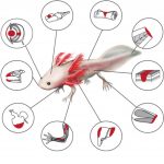 Brain regeneration insights revealed after first-ever axolotl stereo-seq