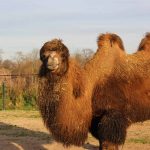 Food and company key to captive animals’ stress levels