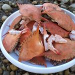 US Researchers develop sustainable battery which uses biodegradable electrolyte made from crab shells