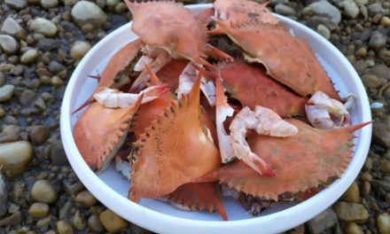 US Researchers develop sustainable battery which uses biodegradable electrolyte made from crab shells