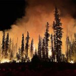 Researchers’ global analysis highlights forests most at risk from fire