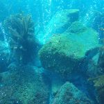 Underwater ecosystem changes going undetected