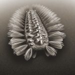 Three major animal groups’ ancestry traced to fossilised armoured worm￼