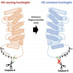 International research team establish ‘noble strategy’ to treat Huntington’s disease