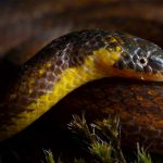 Three new species of ground snakes discovered