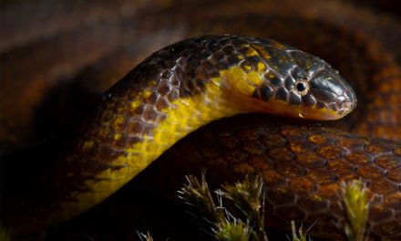 Three new species of ground snakes discovered