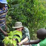 Trees are overheating due to climate change