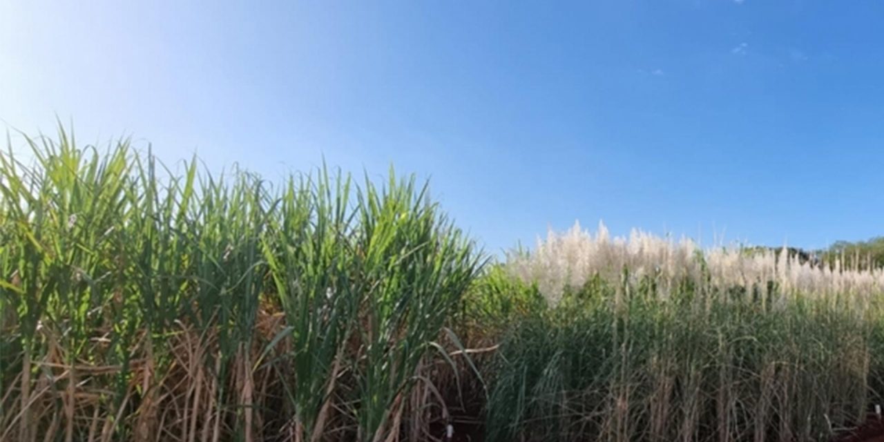AI helps predict performance of sugarcane in the field