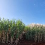 AI helps predict performance of sugarcane in the field