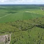 Soybean production can increase without more Amazon deforestation