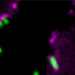 Cytoskeleton acts as cells’ bouncer for bacteria