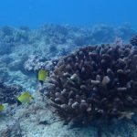 Half of coral reefs face permanent threat by 2035