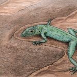 Dinosaur-era fossil helps explain early evolution of lizards