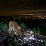 Mountain lion behaviour different after LA wildfire habitat loss