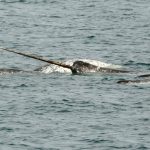 Narwhals altering migration patterns due to climate change