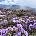 Rhododendrons adapting to avoid extinction