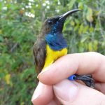 Zoologists find new species of sunbirds