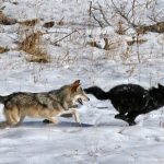 Wolf colour linked to ability to survive CDV