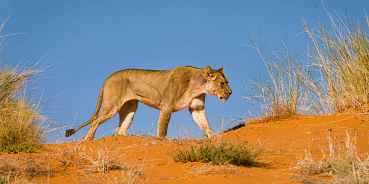 Bias in African large carnivore population assessments suggested