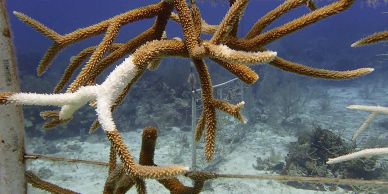 Genetic diversity key to saving corals