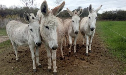 Donkey IVF could save at-risk species