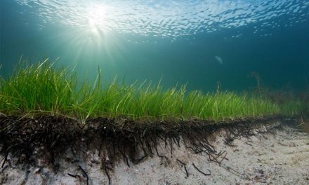 Seagrass crucial to stemming tide of coastal erosion
