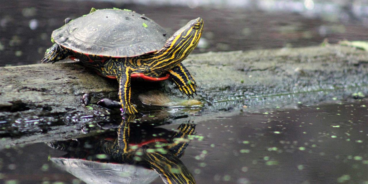 Brain invokes turtle-like hibernation state in Covid-19 patients