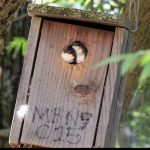 Climate change impacting on California songbirds