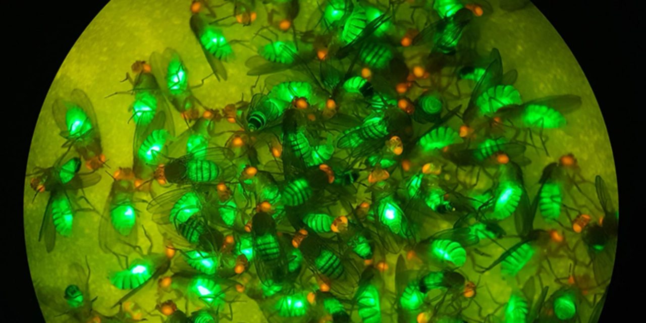 New system for safer gene-drive testing and development