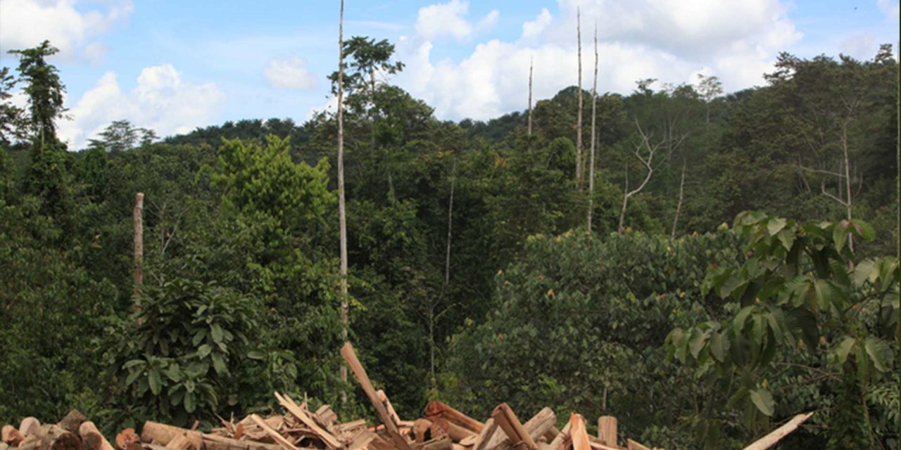 Reforested logging areas are not carbon sinks