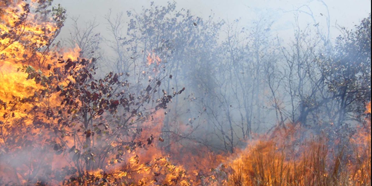 High-intensity savanna fires do not reverse bush encroachment