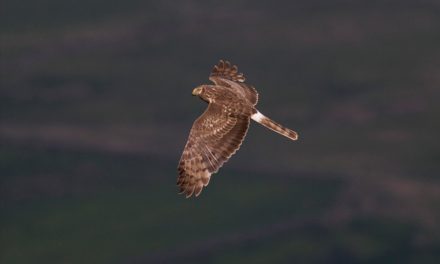 Hen harrier argument could unlock other conservation conflicts