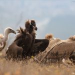 Endangered vulture returns to Bulgaria after being ‘extinct’ for 36 years