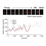 Scientists slow ageing by engineering longevity in cells