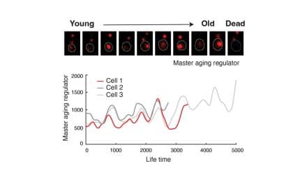 Scientists slow ageing by engineering longevity in cells