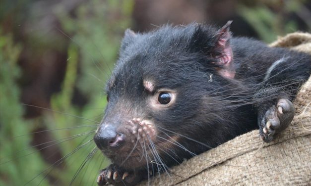 Tasmanian devil cancers underline unpredictability of disease threat