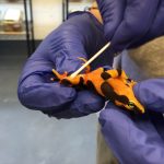 Global South scientists innovate to track ongoing amphibian pandemic
